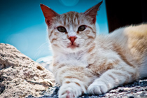 ip攻击器网页版ddos